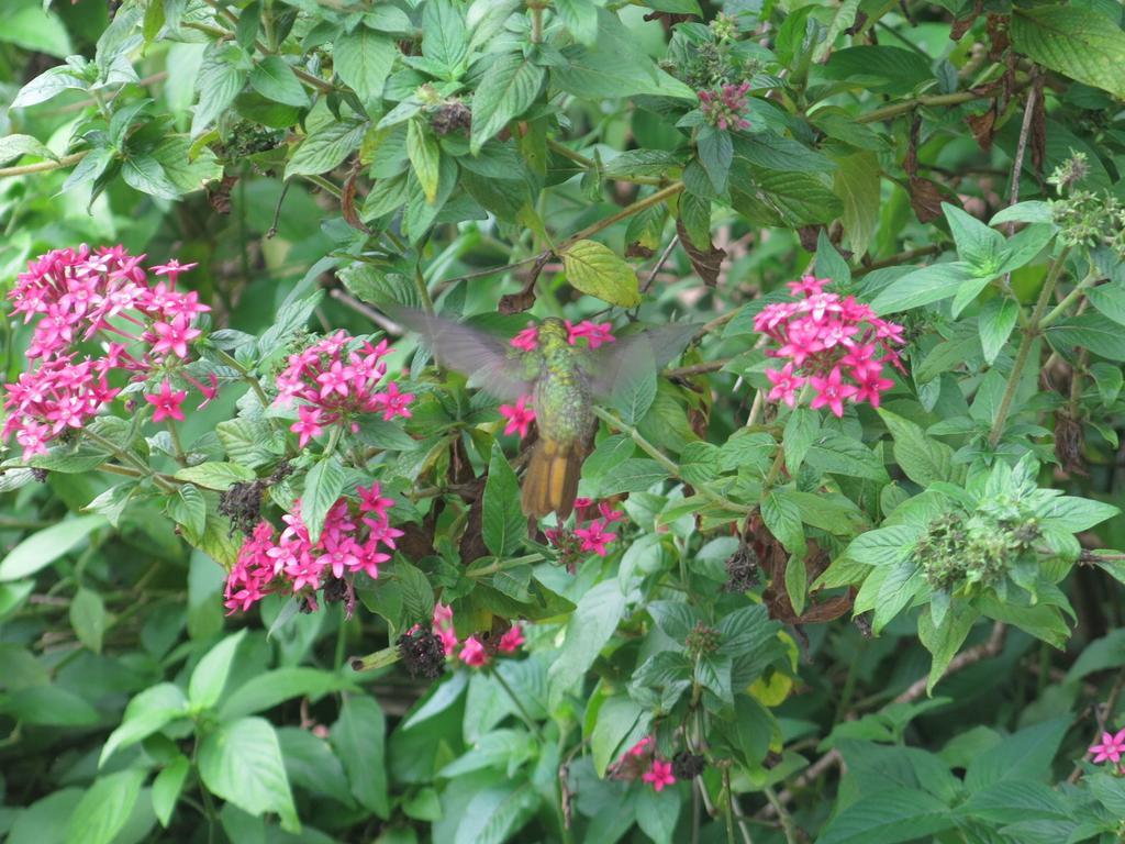 Hostel Y Posada Colibri 伊瓜苏港 外观 照片