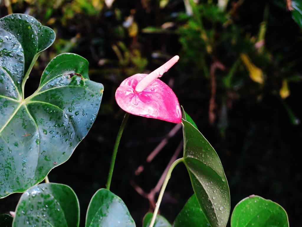 Hostel Y Posada Colibri 伊瓜苏港 外观 照片